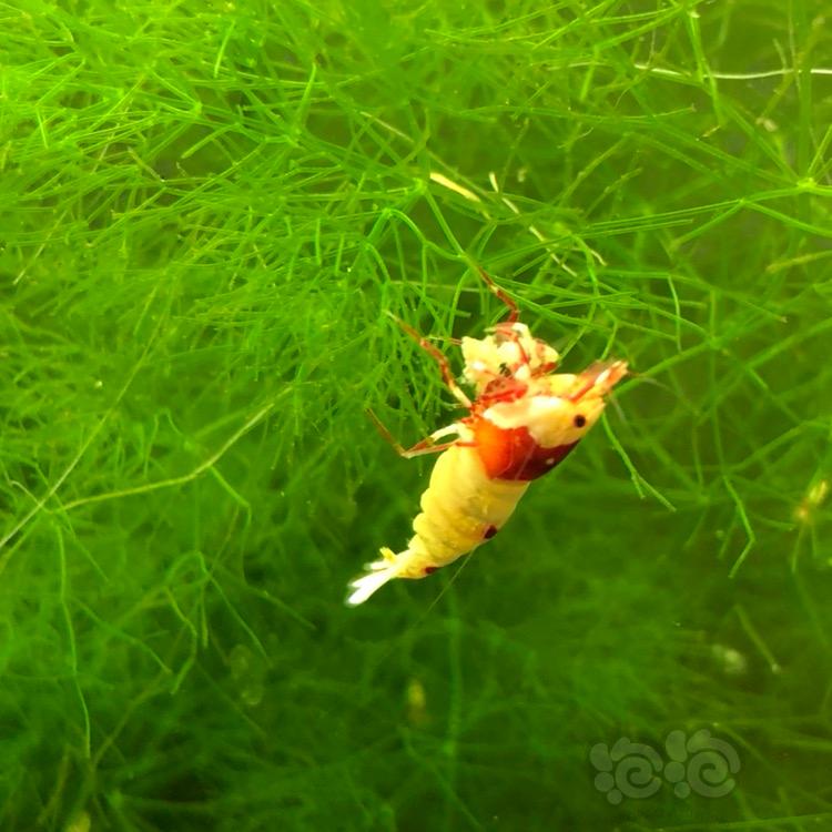 【出售】西安 出纯血红白水晶虾-图5