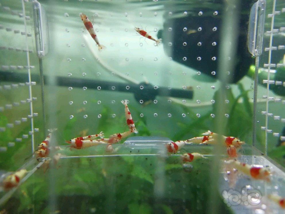 【出售】出纯血红白水晶虾-图1