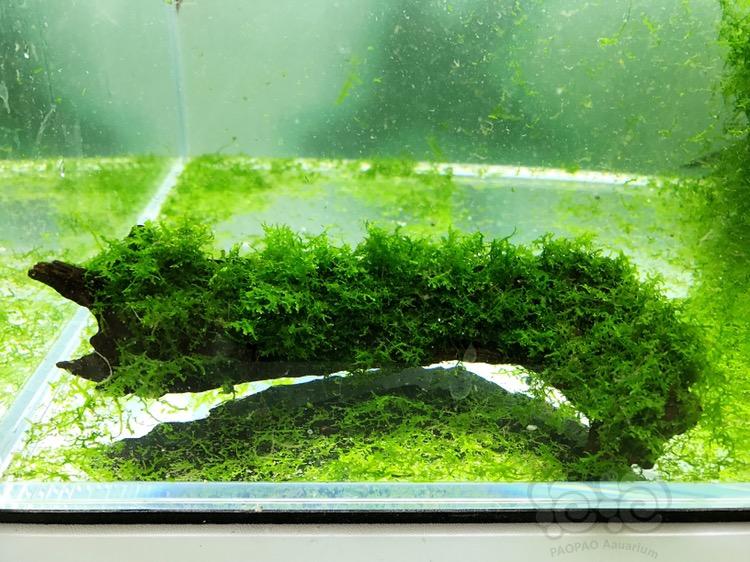 【水草】2018-03-21#RMB拍卖珊瑚莫斯定植沉木一块-图1