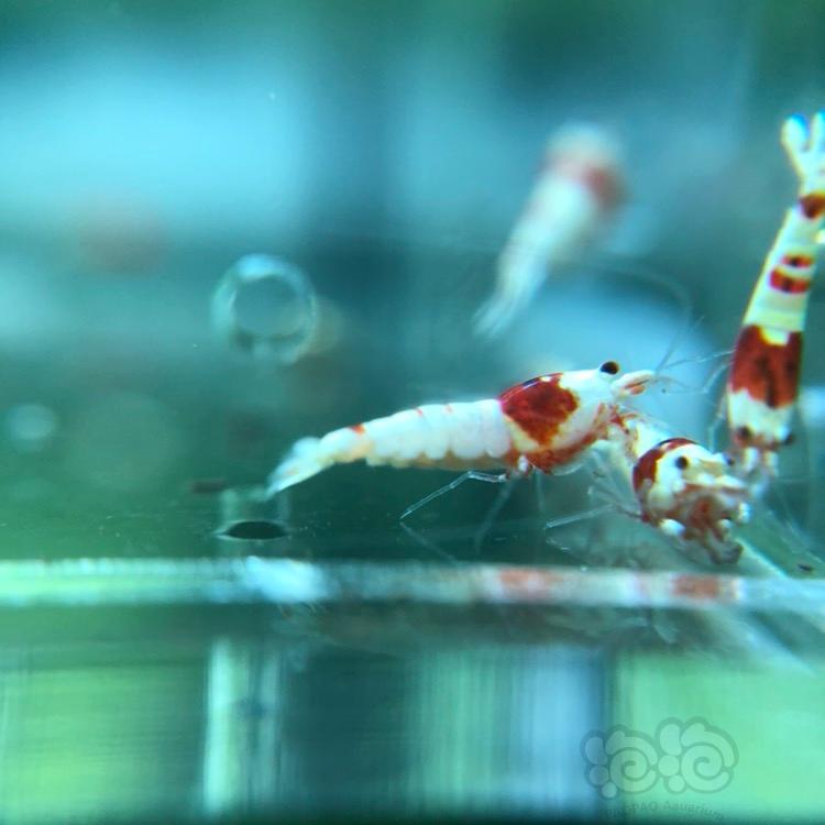 【虾】2018-03-23#RMB拍卖纯血红白水晶虾一份10只-图5