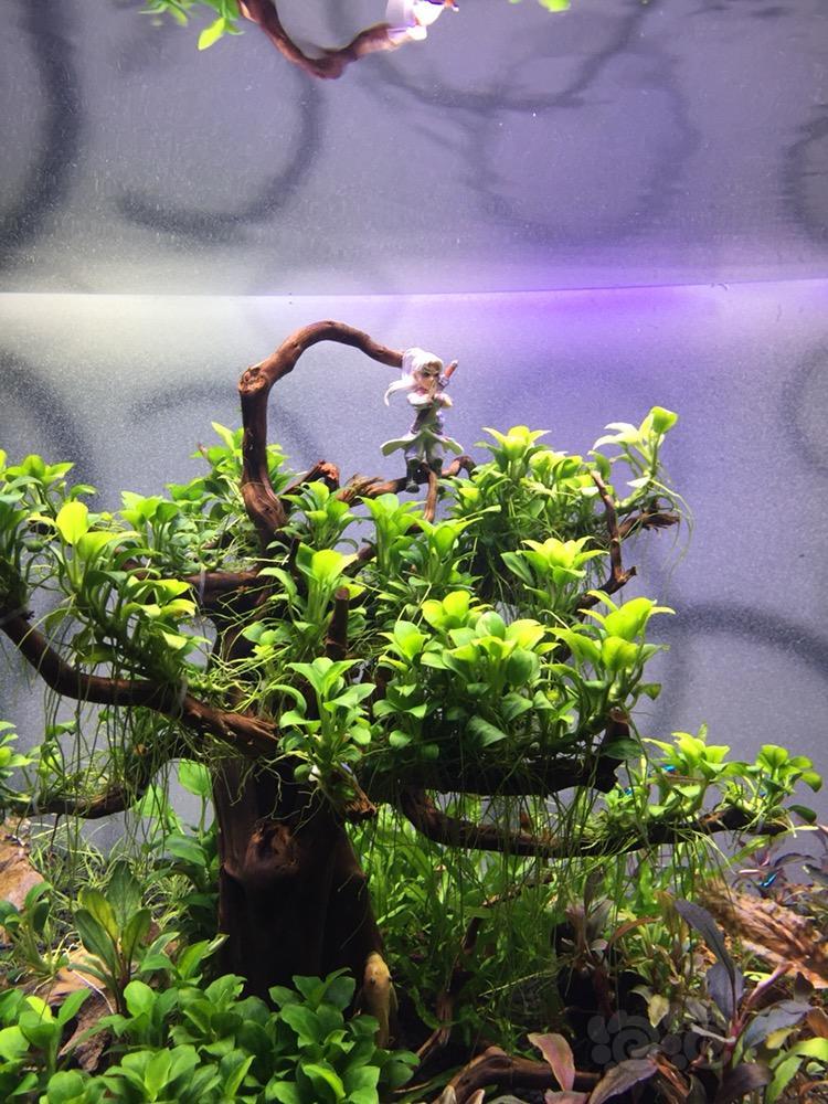 迷你榕树找亮点