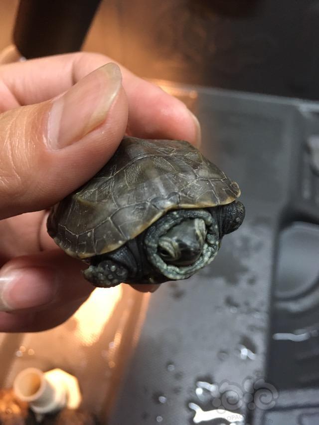 求助草龟苗头发白腿肿