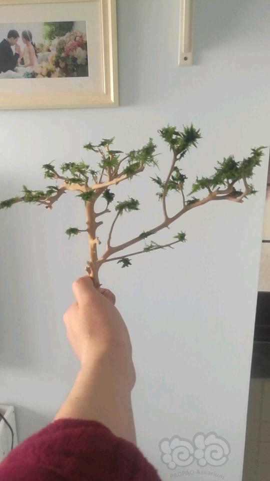 一颗小树练练手-图3