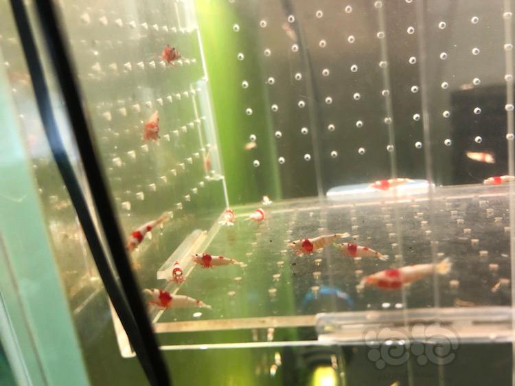 【虾】2018-03-02＃RMB拍卖红白水晶虾30只-图2
