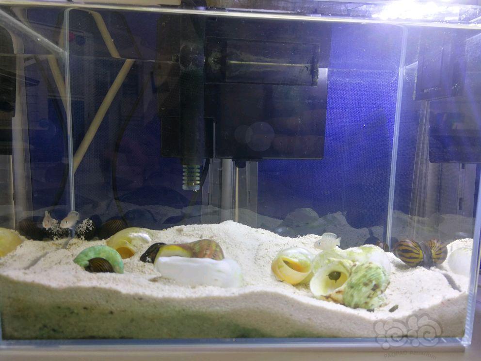 【三湖慈鲷】斑马贝与斑马螺-图1