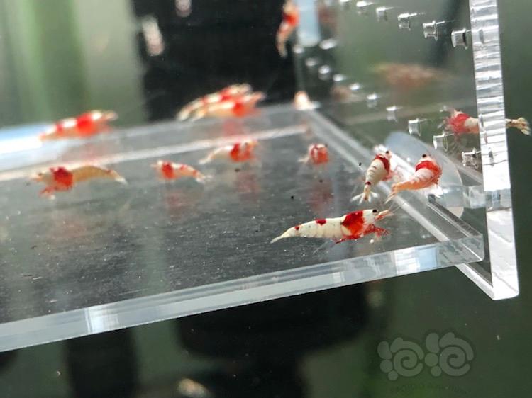 【虾】2018-03-18＃RMB拍卖纯血红白水晶虾20只-图3