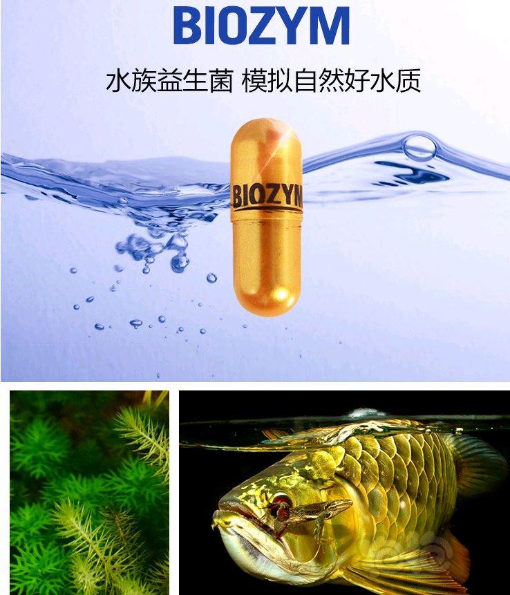 【出售】美国百因美龙鱼/魟鱼硝化菌-图5