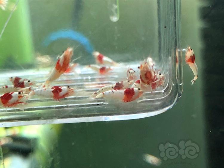 【虾】2018-03-24#RMB拍卖纯血红白水晶虾-图3