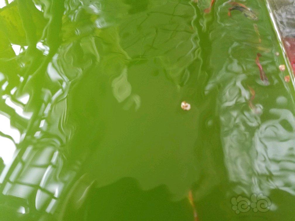 【孔雀鱼】水绿得看不见鱼😳😫-图1