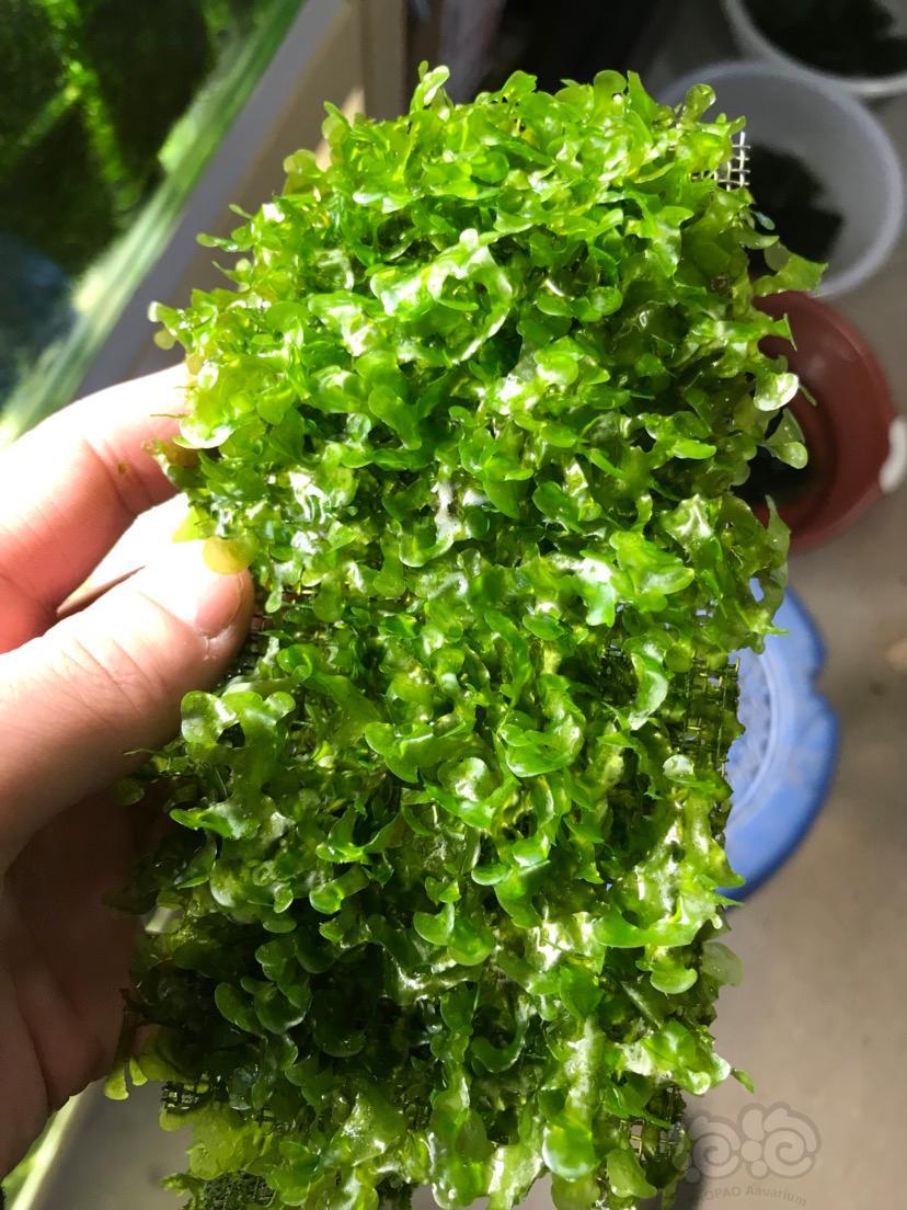 【出售】【水草】继续出散称珊瑚、水晶、打包粉虎耳、迷你矮等草皮-图6