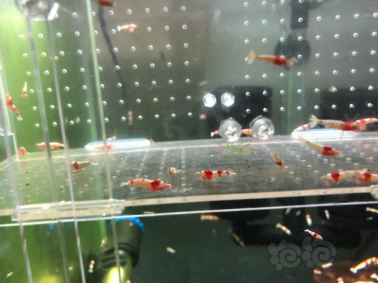 【虾】2018-03-02＃RMB拍卖红白水晶虾30只-图6