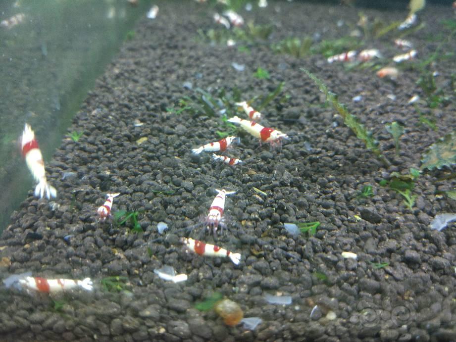 出红白水晶虾和青木蕨，限北京-图3