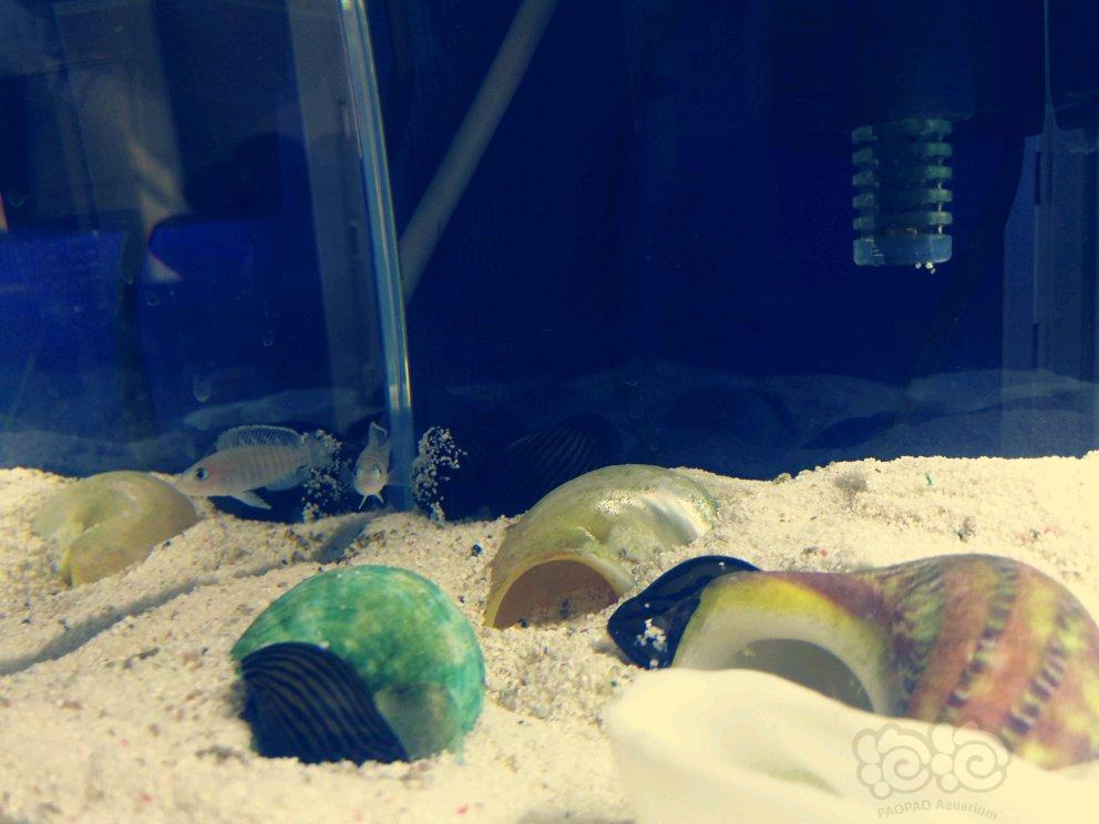 【三湖慈鲷】斑马贝与斑马螺-图4