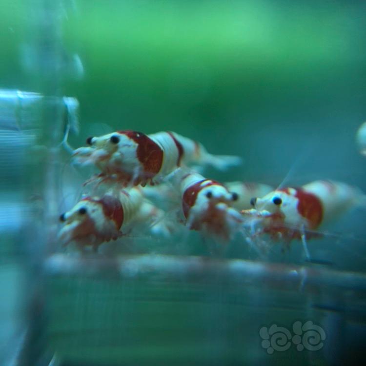 【虾】2018-3-8#RMB拍卖纯血红白水晶虾一份10只-图3