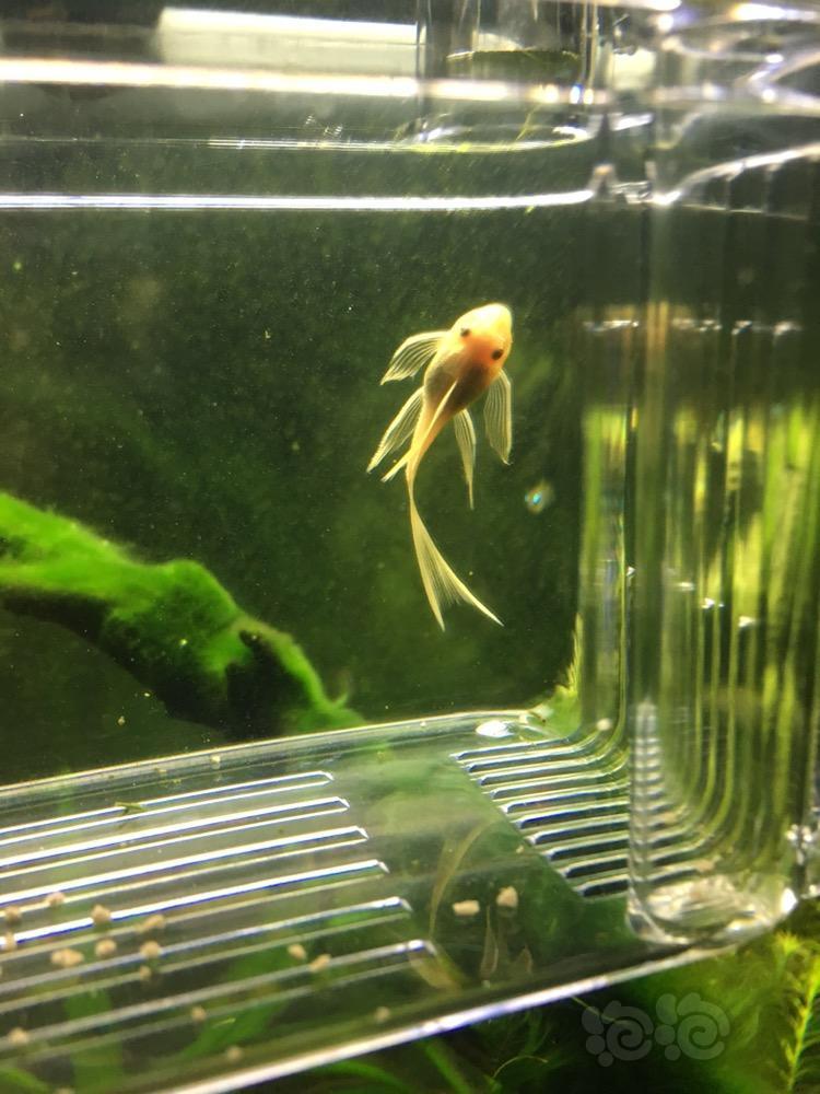 异型大帆肚子圆鼓鼓的请问怎回事啊