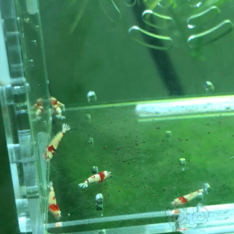 【虾】2018-03-16#RMB拍卖纯血红白水晶虾一份10只-图1