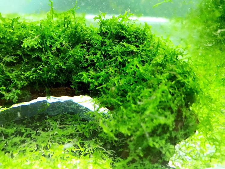 【水草】2018-03-21#RMB拍卖珊瑚莫斯定植沉木一块-图2