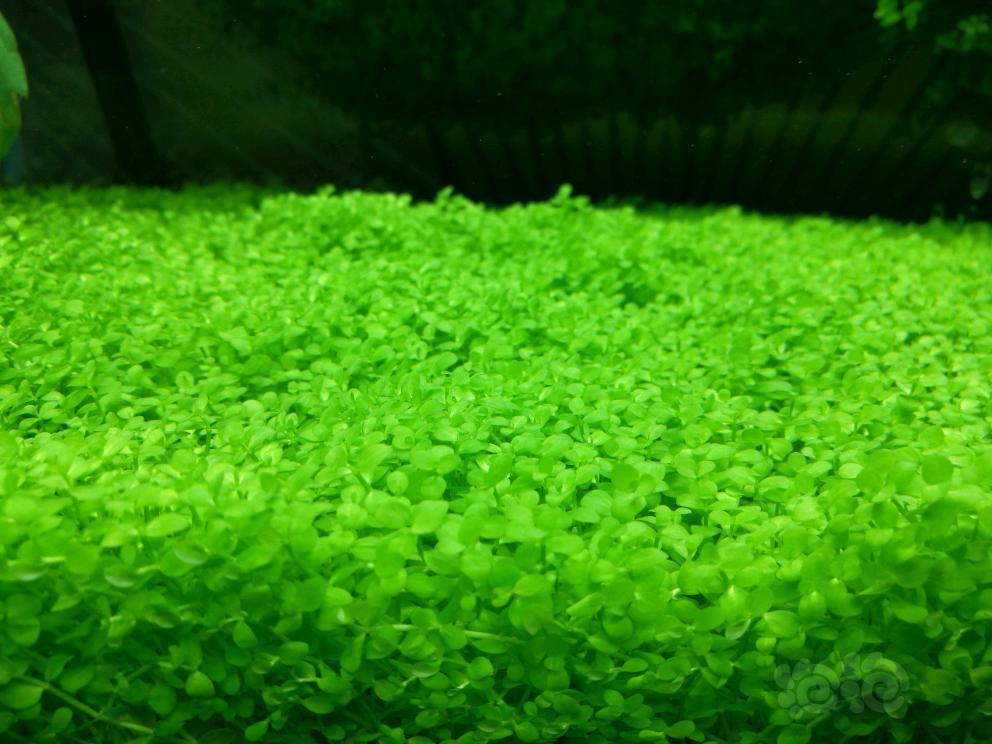 出售自养趴地矮珍珠