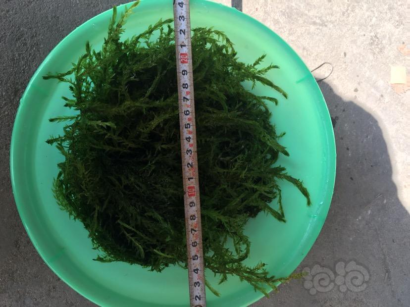 水草传说的翡翠莫斯树爆缸了