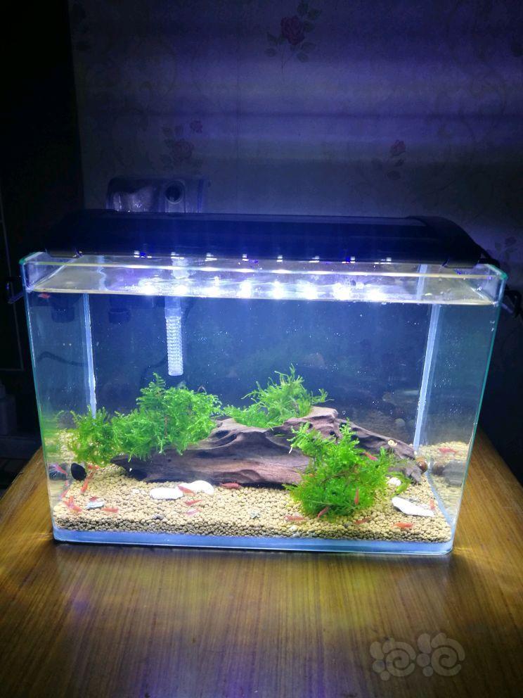 每日一贴晒一下我新开的烤漆小虾缸