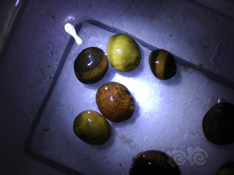 出除藻螺 黑金刚螺 彩蛋螺 杀手螺 西瓜蟹 和尚蟹 -图1