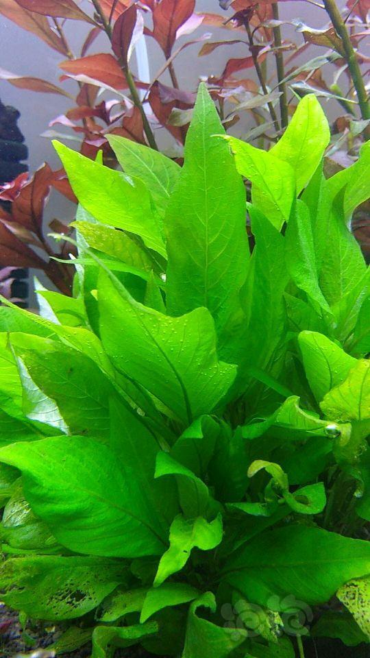 矮柳.随手拍-图1