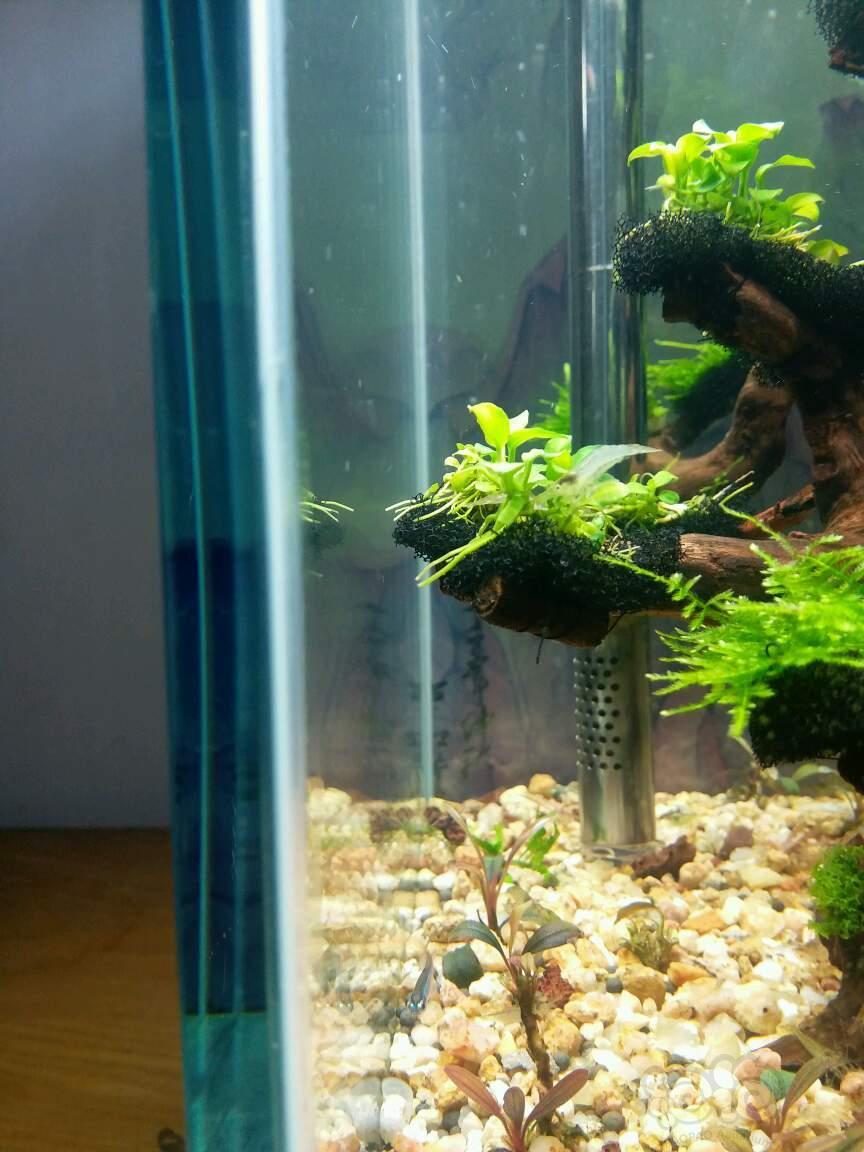 绿尘藻去除小妙招(一般人我不告诉他)