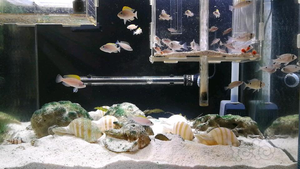 【三湖慈鲷】三湖卷贝繁殖咯