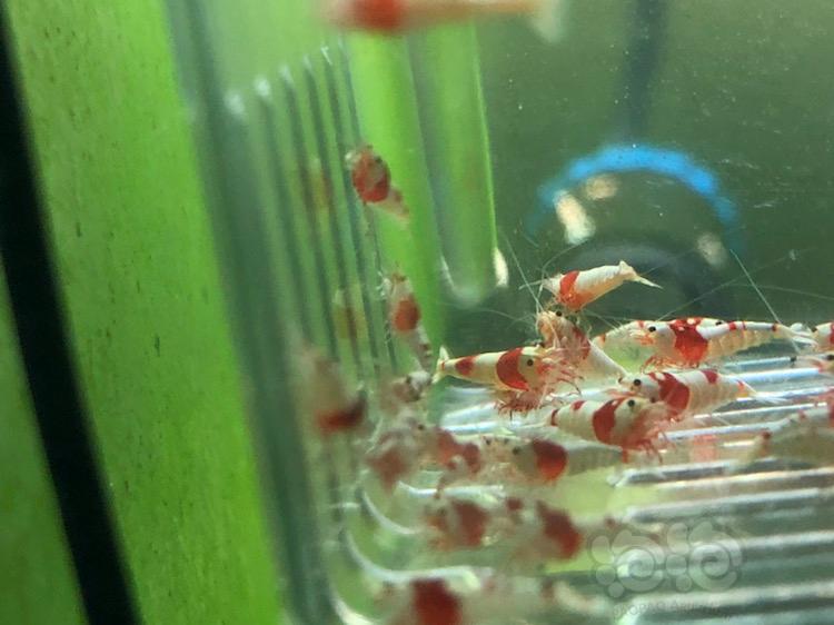 【虾】2018-03-24#RMB拍卖纯血红白水晶虾-图5