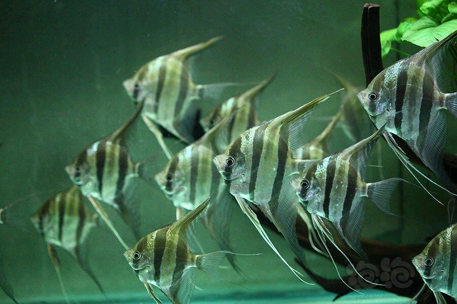 神仙鱼发几只我的埃及