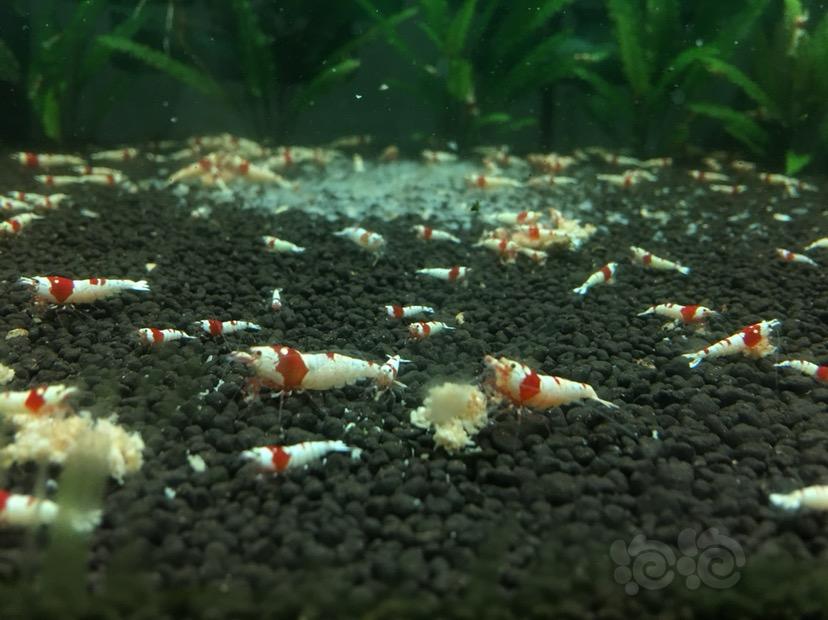 【】清理纯血红白水晶虾-图1