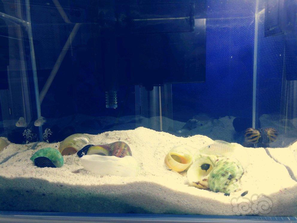 【三湖慈鲷】斑马贝与斑马螺-图6