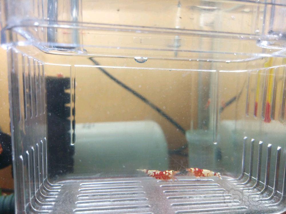 【虾】2018-3-15#RMB拍卖（淘汰）红花虎 一份2只（一公一母）-图4