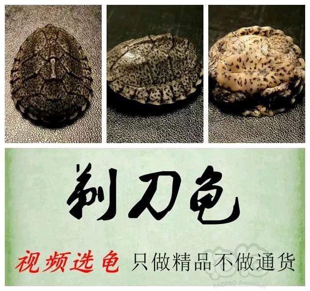 【出售】长期出售草龟，剃刀，麝香，果核龟-图3