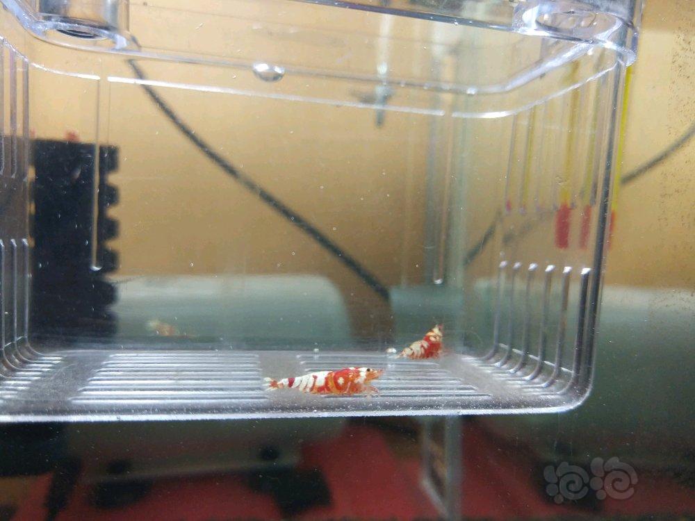 【虾】2018-3-15#RMB拍卖（淘汰）红花虎 一份2只（一公一母）-图2