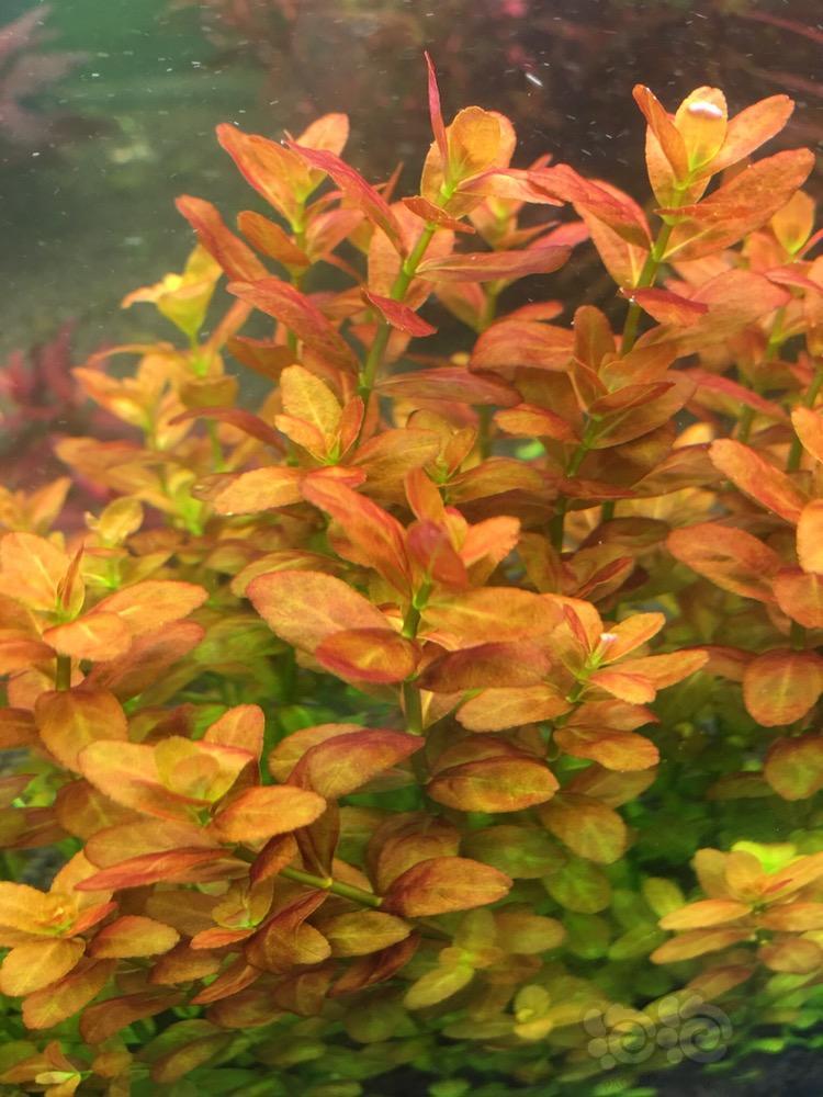 南美小圆叶谷精太阳