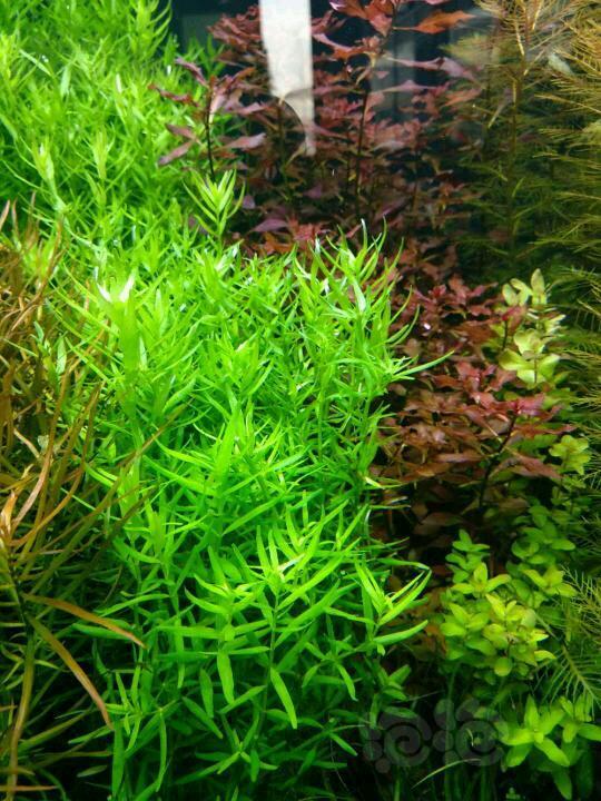 【水草】绿宫廷,水下叶