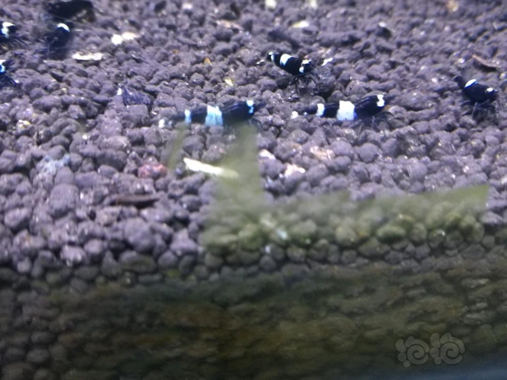 出各种水晶虾，蓝宝石和黑巧克力米虾-图5