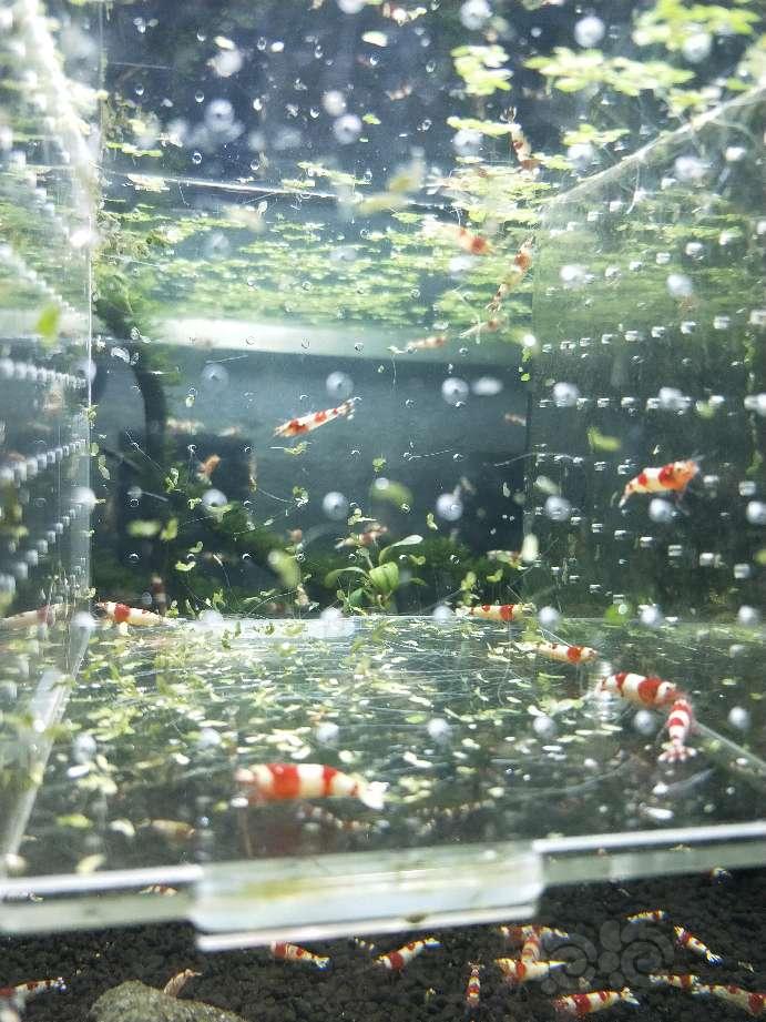 【虾】2018-03-16#RMB拍卖红白纯血母虾10只-图5