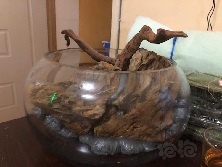 接上个帖子圆形鱼缸爆改水陆缸