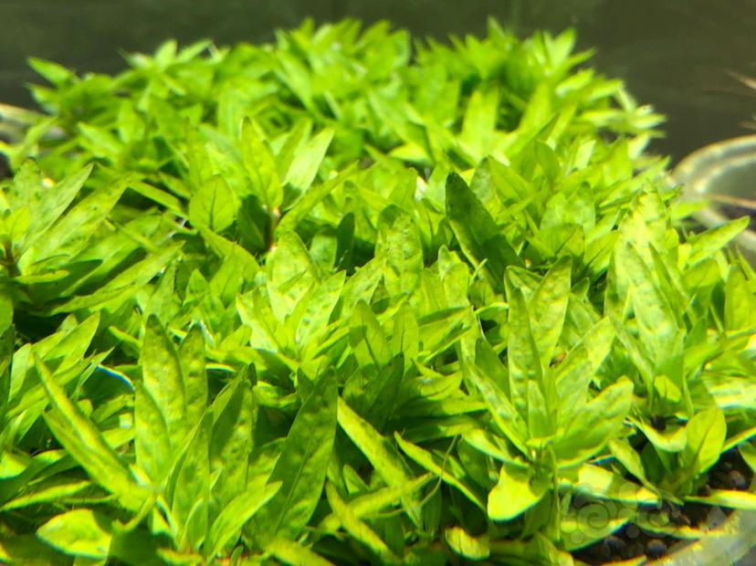 出雨裂卵叶丁香普太红蝴蝶