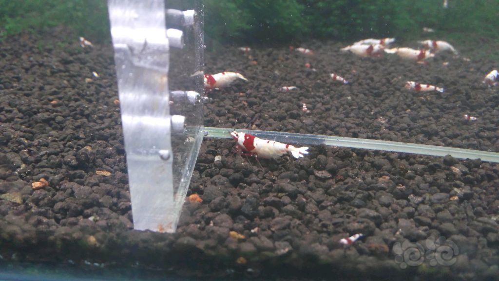 【虾】2018-03-28#RMB拍卖红白水晶虾1对-图3
