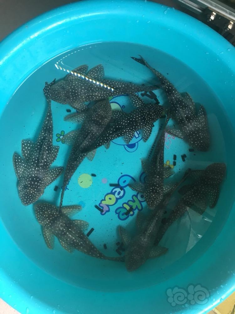 异型新进368国王雪球期待繁殖