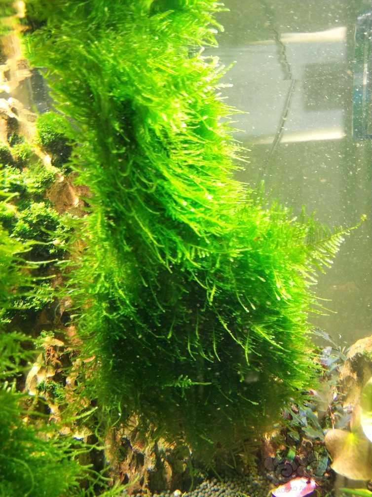 出大三角莫斯状态极佳带网片