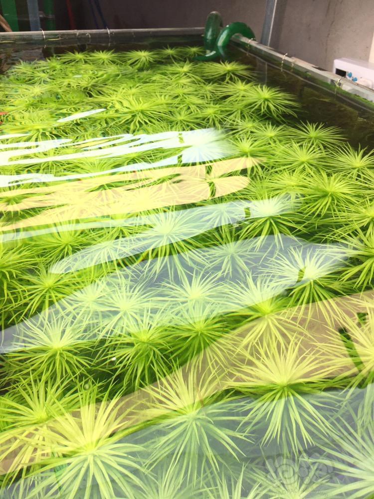 南美小圆叶谷精太阳