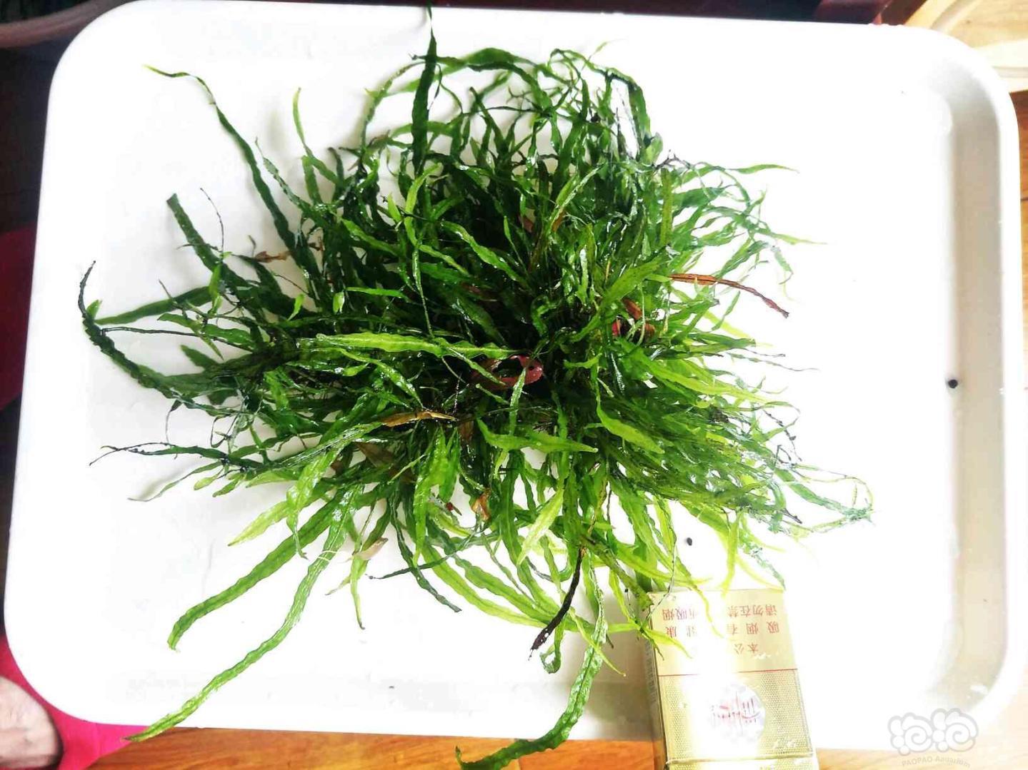 铁血玫瑰第三季