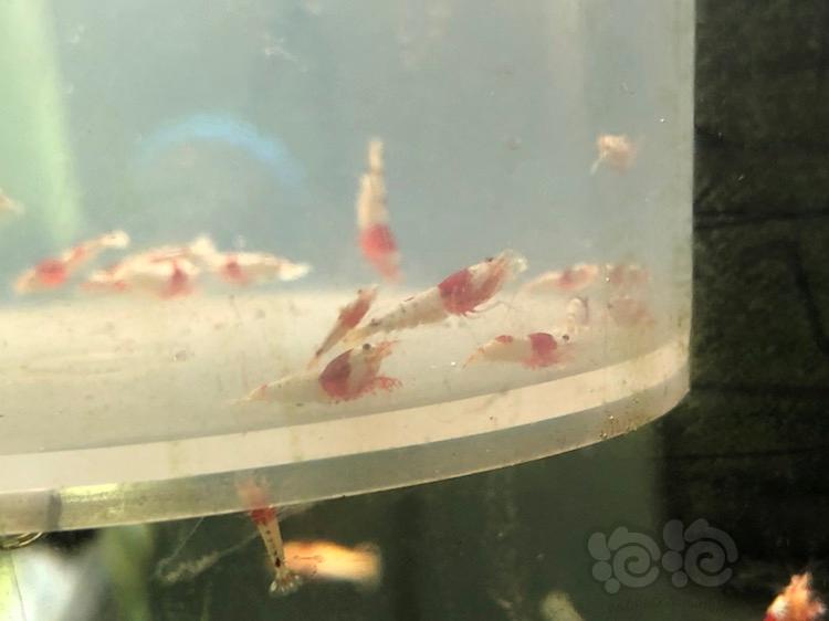 【虾】2018-04-15#RMB拍卖红白水晶虾20只-图5