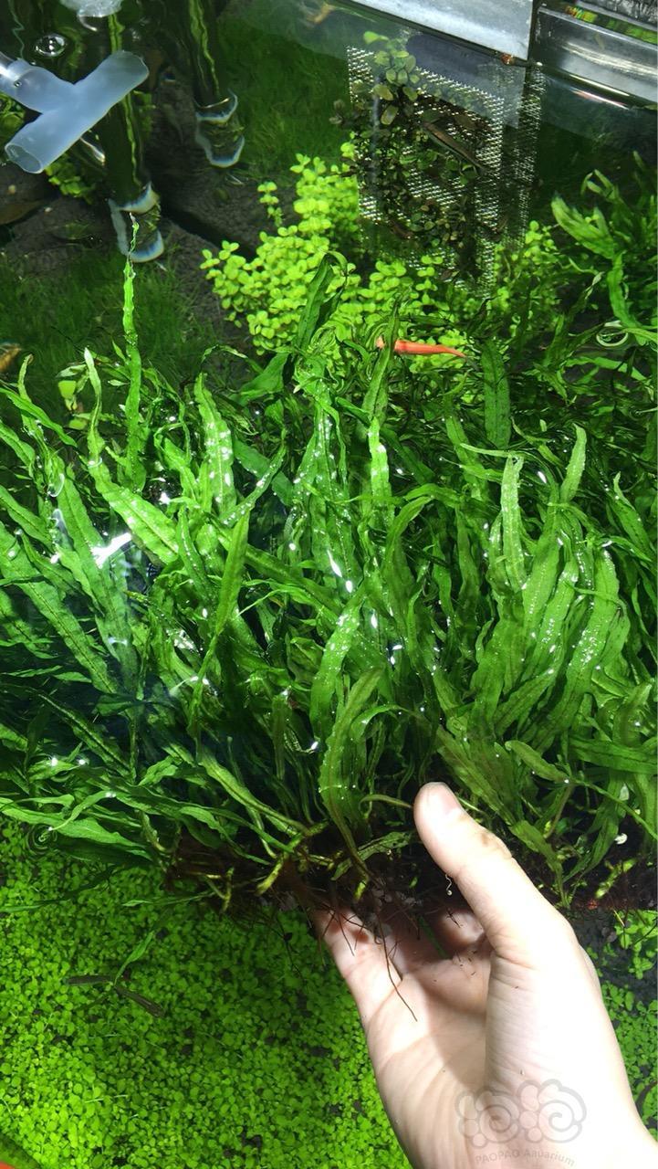 丹麦细叶铁给个合适的价格拿走