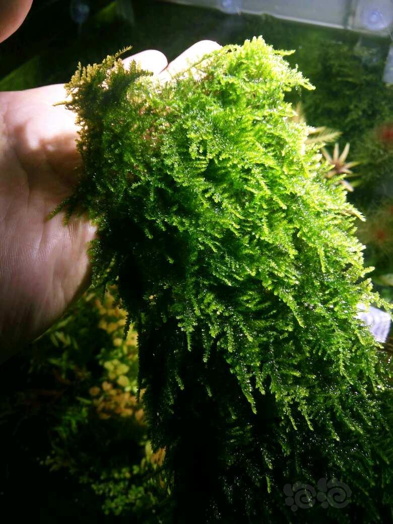 出松茸莫斯,趴地矮