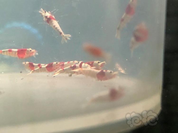 【虾】2018-04-15#RMB拍卖红白水晶虾20只-图1